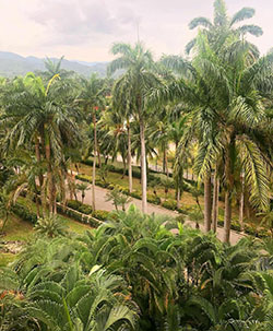 Asian palmyra palm, Amirah Dyme Palm trees, SebastiÃ¡n Cordero: AMIRAH DYME  