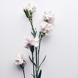 Ju Santos Instagram, artificial flower, flower arranging, flowering plant: Artificial flower,  Insta Beauty  