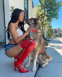 Maddy Belle, shiloh shepherd dog, kunming wolfdog, companion dog: Dog breed,  Instagram girls,  Maddy Belle Instagram  