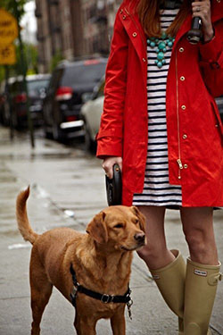 J crew red raincoat hunter boot ltd, golden retriever: Trench coat,  Dog breed,  Wellington boot,  Boot Outfits,  Red Outfit  