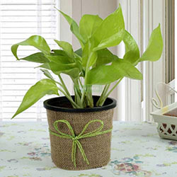 Gift Money Plant for Prosperity: 