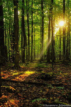 Beam of sun light northern hardwood forest, old growth forest, people in nature: FASHION  