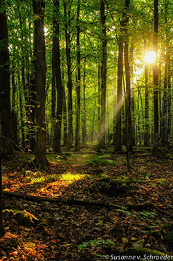 Beam of sun light northern hardwood forest, old growth forest, people in nature: 