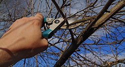 Better Arborist Tauranga: 