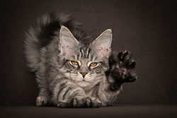 Maine Coon Kittens NZ: 