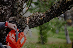 Offering Tree Services Hamilton: 