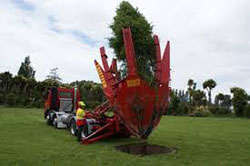 Find out Tree Removal in Tauranga: 