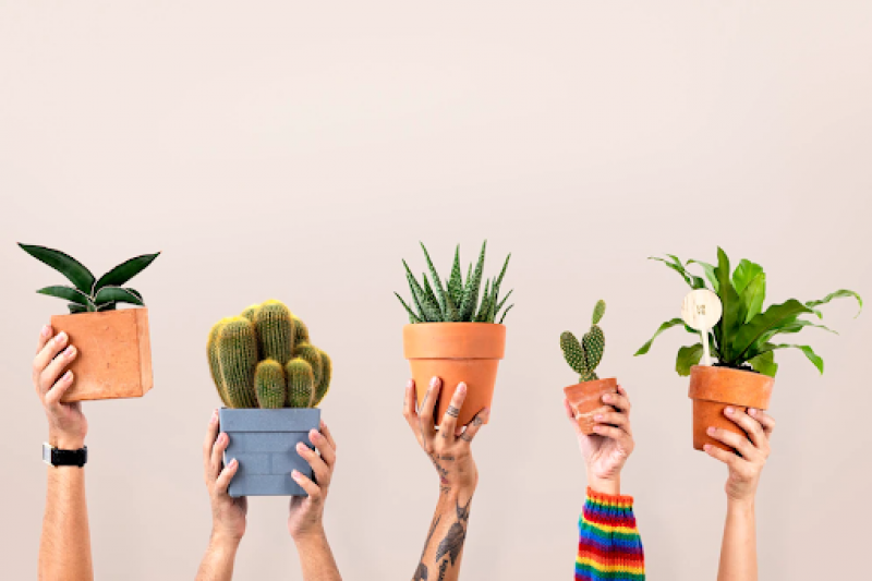 Invest in Plant Pots | The Jungle Collective: 