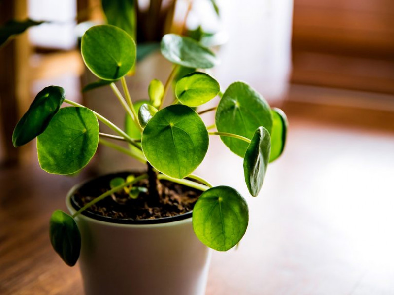 A Hoya plant pot is a unique way to grow plants inside: 