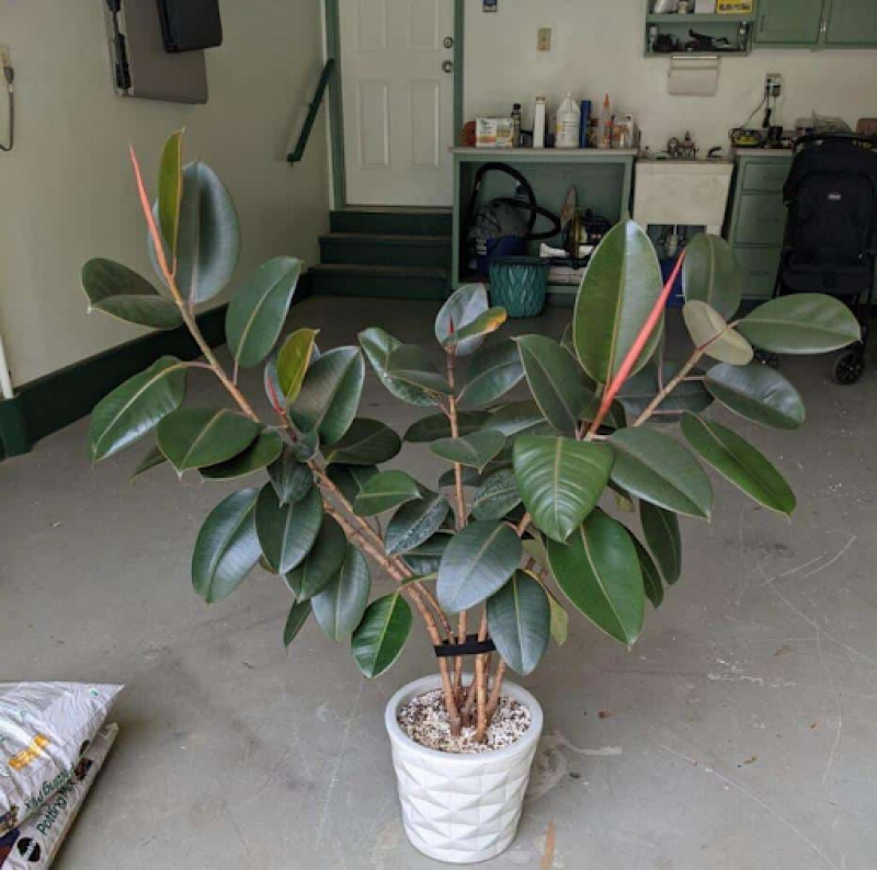 Healthy and Vibrant Philodendron Plants For Sale: 