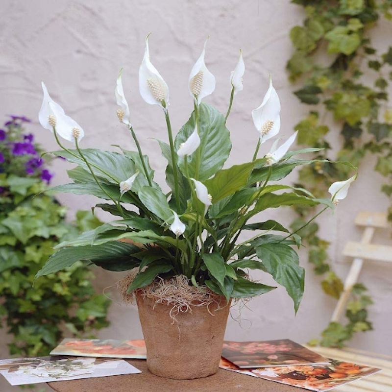 Healthy snake plant for sale at The Jungle Collective: 