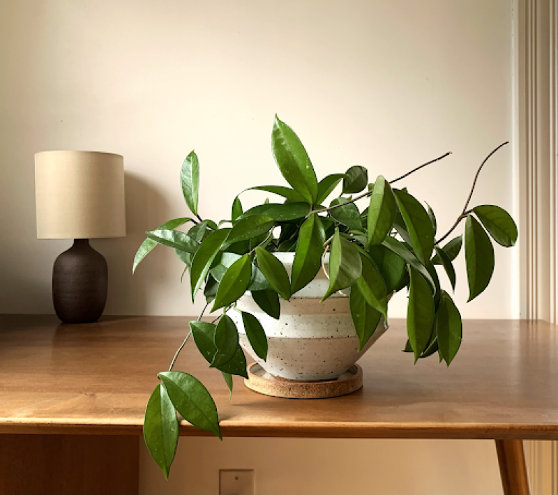 Fiddle Leaf Fig: The Perfect Addition to Your Home: 