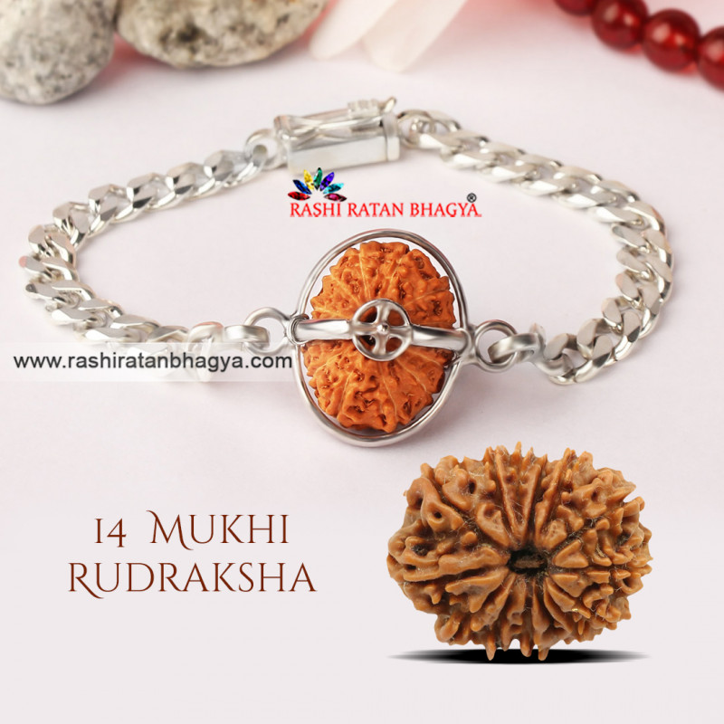 Buy 14 Mukhi Rudraksha From Rashi Ratan bhagay: 