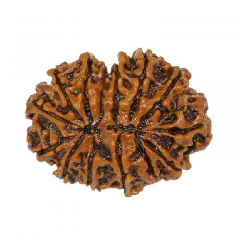 Buy 14 Mukhi Rudraksha online From Rashi Ratan Bhagya at Wholesale Price: 