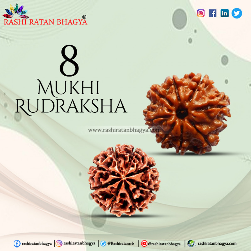 8 Mukhi Rudraksha Online Best Price in India.: 
