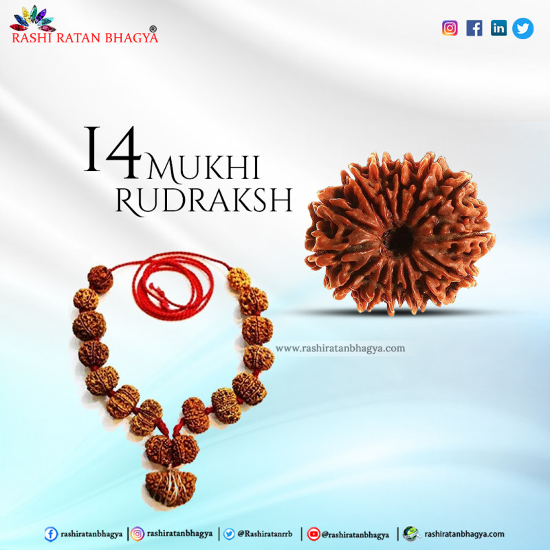 Buy Certified 14  Mukhi Rudraksha From Rashi Ratan Bhagya: 