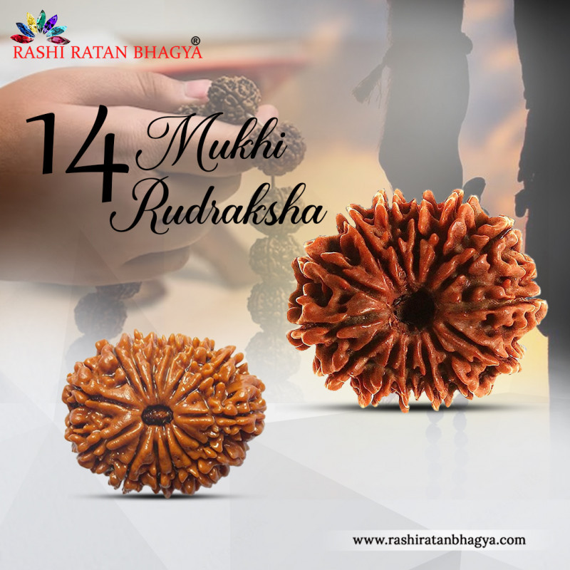 Shravan mah sale get 10% discount on entire 14 Mukhi Rudraksha Beads: 