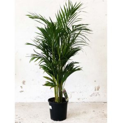 Golden Cane Palm (Dypsis lutescens): Infuse Tropical Vibes into Your Home: 