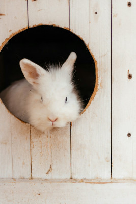 All Things Bunnies: Your Source for Small Animal Supplies and More!: 
