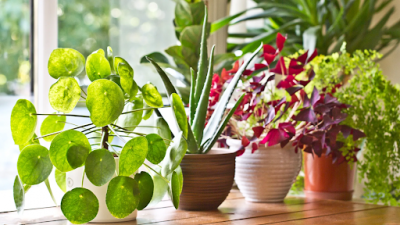 Immerse Your Space in the Enchanting Diversity of Croton Plants: 