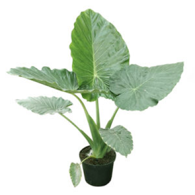 Add Drama to Your Garden with Elephant Ears: 