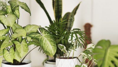Embrace Serenity - Transform Your Space with Nature's Elegant Ferns: 