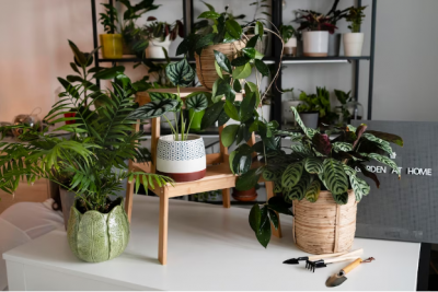 Alocasia Zebrina: Unveiling the Striking Beauty of the Zebra Plant: 