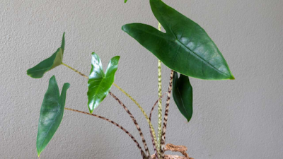 Buy Plants Online at The Jungle Collective: Greenery Delivered to Your Doorstep: 