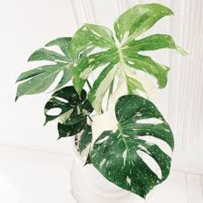 Monstera Plant: Unleash the Wilderness Inside: 