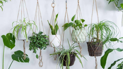 Discover the World of Best Indoor Plants: 
