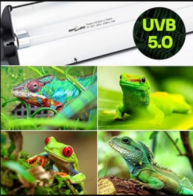 Reptile light: 