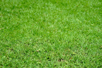 Starturf - Your One-Stop Shop for Thriving Bermuda Grass in Florida: 