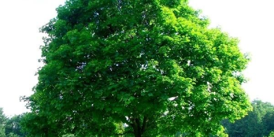 🌳 Emergency Tree Services in Maryland 🌳: 
