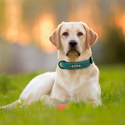 Mobile Grooming vs. Traditional Grooming: Which is Better?: 