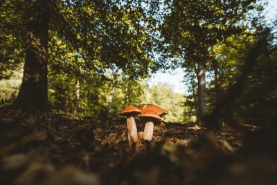 Best mushroom coffee: 