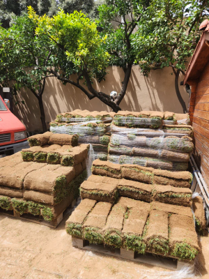 Nurseries in Rome: 