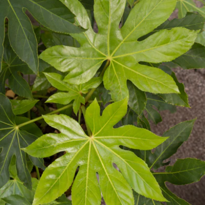 Vivai Federici: Offering a Wide Range of Bonsai Trees for Your Indoor Garden: 
