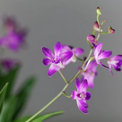 Nursery in Rome: Vivai Federici's Commitment to Providing Affordable Plants: 