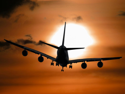Can you Bring Dogs on Flights?: 