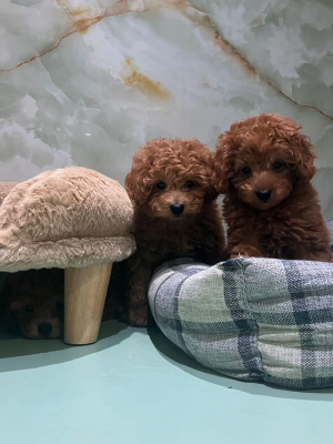 Golden Retriever Puppies: Friendly, Energetic, and Affectionate: 