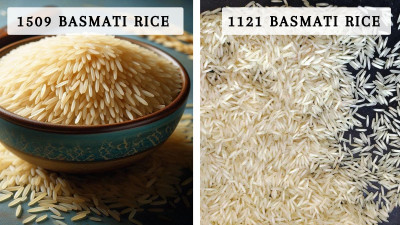 Which is Better, 1121 or 1509 Basmati?: 