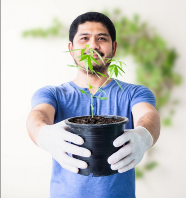 Buying Weed Online in Israel: Is It Possible and Safe?: 