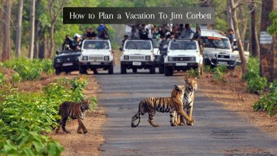 How to Plan a Vacation to Jim Corbett?: 