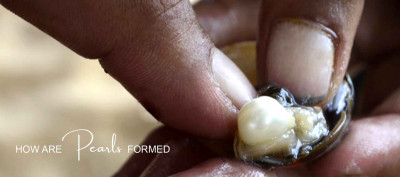 How Are Pearls Formed? The Birth of Moti Gems: 