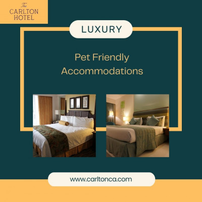 pet friendly accommodations: 