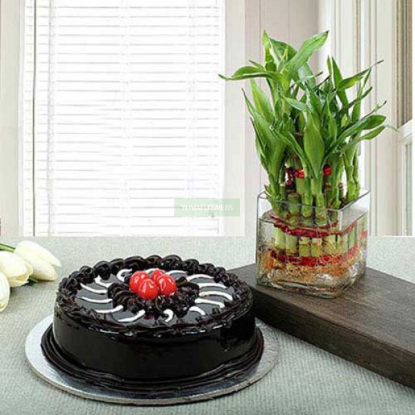 Truffle Cake N Lucky Bamboo: 