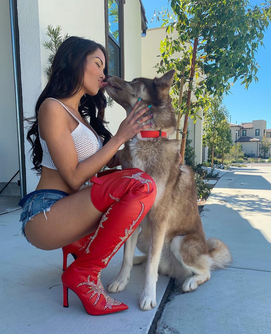 Maddy Belle, shiloh shepherd dog, kunming wolfdog, companion dog: Dog breed,  Instagram girls,  Maddy Belle Instagram  