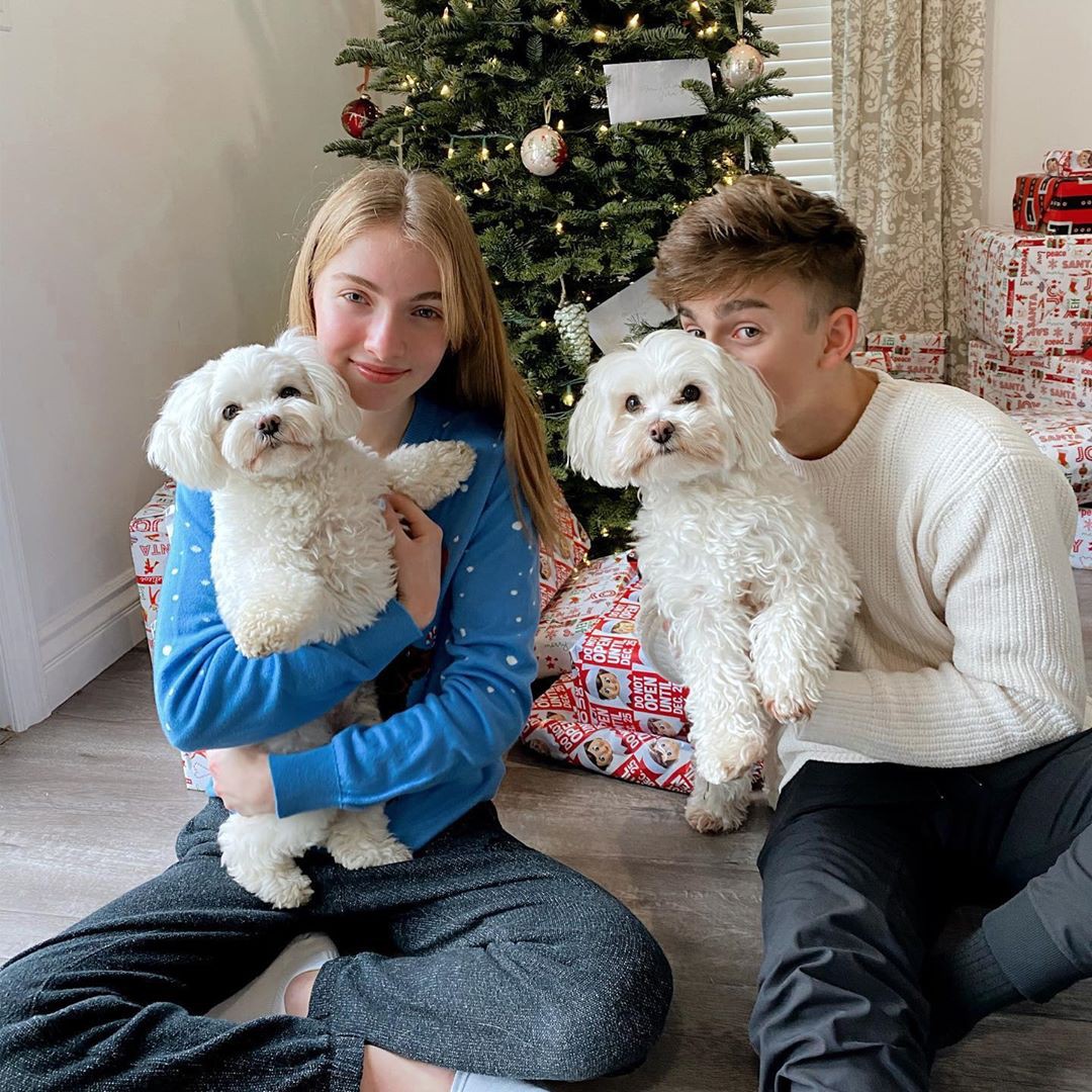 Lauren Orlando, companion dog, toy poodle, carnivore: Dog breed,  Lauren Orlando Instagram  