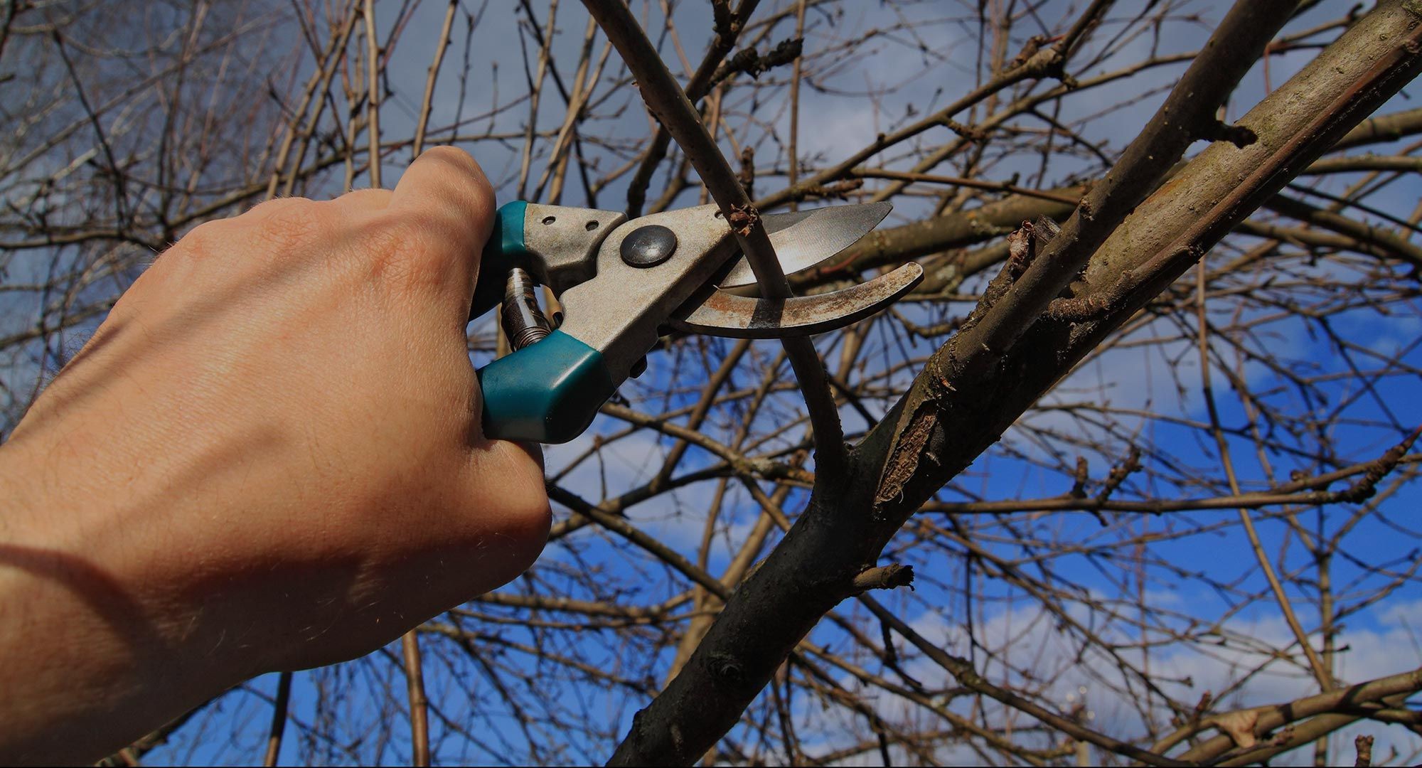 Better Arborist Tauranga