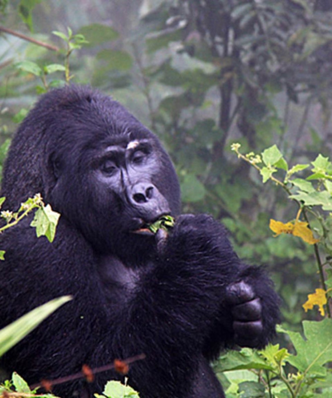 Tanzania Safaris